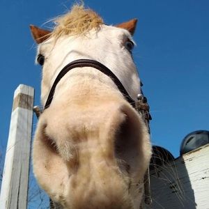 Meet your Posher, Angelina